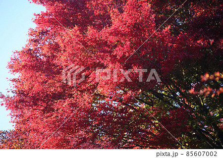 赤く燃える、モミジの紅葉 85607002