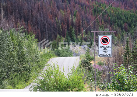 A no stopping avalanche sign with a road in the background 85607073