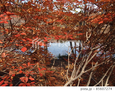 紅葉 紅葉 85607274