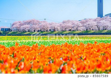 あさひ舟川　春の四重奏　【富山県】 85607589