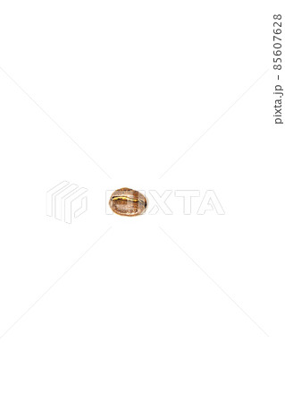 One grain of coffee on a white background. Isolate. Lifestyle 85607628