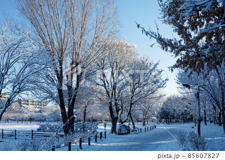 林の木の枝に積雪 尾久の原公園の雪景色 林の木の枝に積雪 尾久の原公園の雪景色 85607827