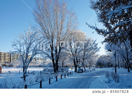 林の木の枝に積雪 尾久の原公園の雪景色 林の木の枝に積雪 尾久の原公園の雪景色 85607828