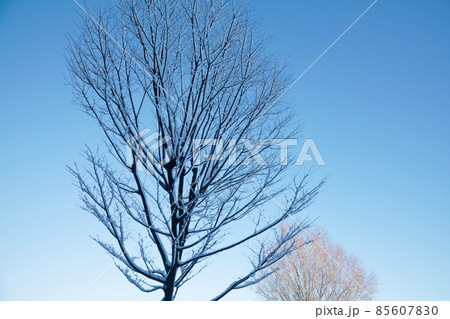 林の木の枝に積雪 尾久の原公園の雪景色 林の木の枝に積雪 尾久の原公園の雪景色 85607830