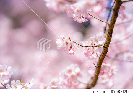 天下第一の桜 高遠城址公園の春 アップ【長野県】 天下第一の桜 高遠城址公園の春 アップ【長野県】 85607892
