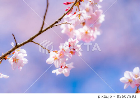 天下第一の桜 高遠城址公園の春 アップ【長野県】 天下第一の桜 高遠城址公園の春 アップ【長野県】 85607893