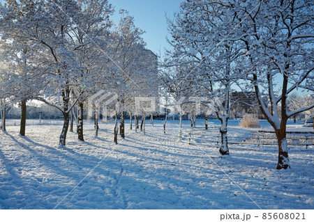 林の木の枝に積雪 尾久の原公園の雪景色 林の木の枝に積雪 尾久の原公園の雪景色 85608021