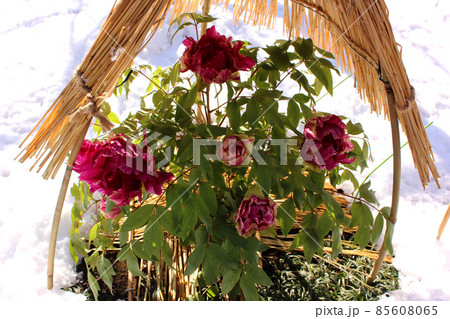 雪が積もる上野東照宮ぼたん苑に咲いた「黒龍錦」という名の冬牡丹 雪が積もる上野東照宮ぼたん苑に咲いた「黒龍錦」という名の冬牡丹 85608065