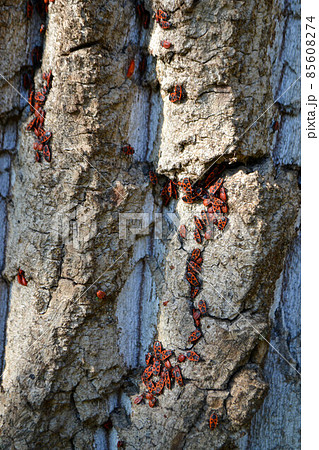 Group of firebugs on an oak bark Group of firebugs on an oak bark 85608274