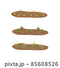 Vegetable plots with different root vegetables 85608526