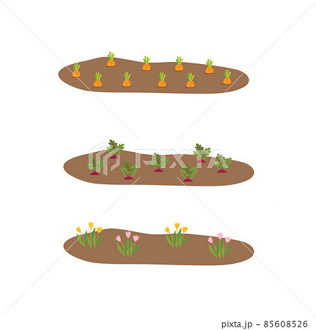 Vegetable plots with different root vegetables Vegetable plots with different root vegetables 85608526