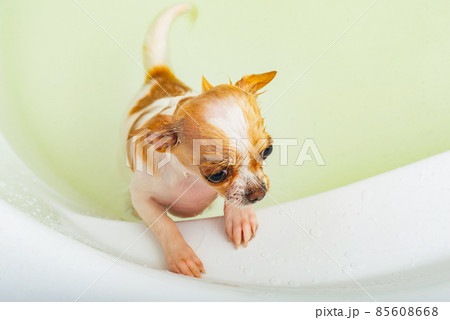 Chihuahua dog bathes in bathroom. A clean dog is standing in the water in the bathroom. 85608668