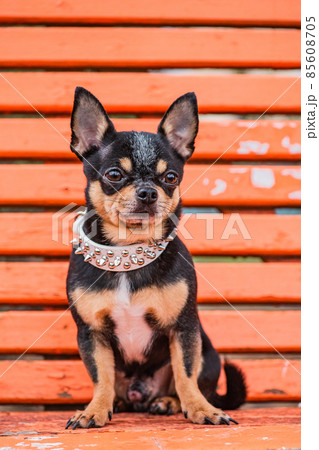 Chihuahua dog. A dog in a white collar for a walk. Animal, pet. Chihuahua dog. A dog in a white collar for a walk. Animal, pet. 85608705