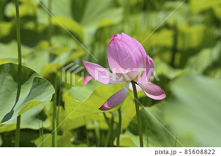 ピンク色の蓮の花 ピンク色の蓮の花 85608822
