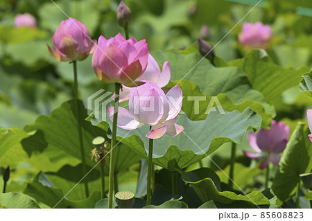ピンク色の蓮の花 ピンク色の蓮の花 85608823