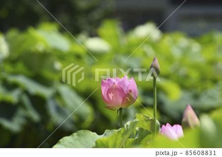 ピンク色の蓮の花 ピンク色の蓮の花 85608831
