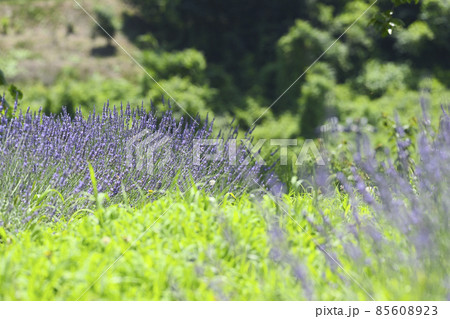 ラベンダー畑の満開のラベンダー 85608923