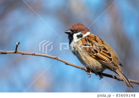 冬雀 85609148