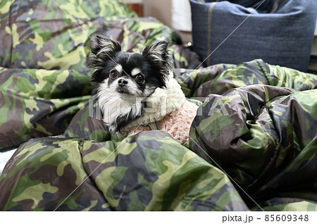 キャンピングカー　犬連れ車中泊　冬　チワワ　多頭飼い 85609348