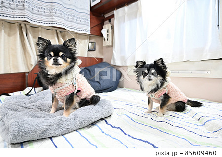 キャンピングカー　犬連れ旅行　車中泊　チワワ　多頭飼い 85609460