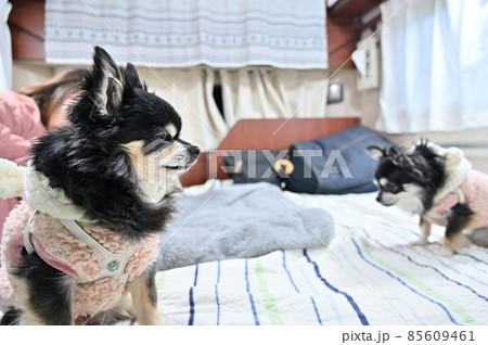 キャンピングカー　犬連れ旅行　車中泊　チワワ　多頭飼い 85609461