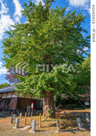 永明寺 イチョウ 羽生市 永明寺 イチョウ 羽生市 85609494