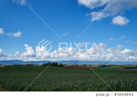 北海道　美瑛の丘の眺め 85609693
