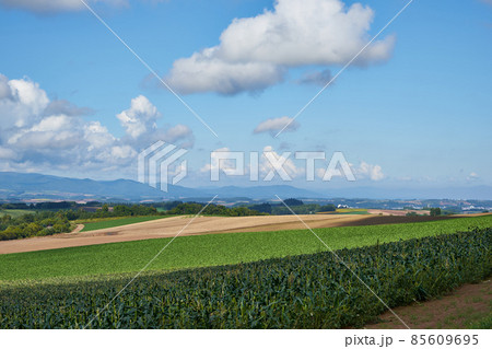 北海道　美瑛の丘の眺め 85609695
