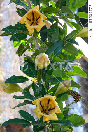 Flower of exotic liana Solandra (Solandra grandiflora) Flower of exotic liana Solandra (Solandra grandiflora) 85609777