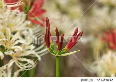 岡山県 児島湖花回廊で見るヒガンバナ 9月 の写真素材