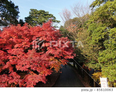 えびの市の白鳥森林公園の鮮やかな紅葉 85610063