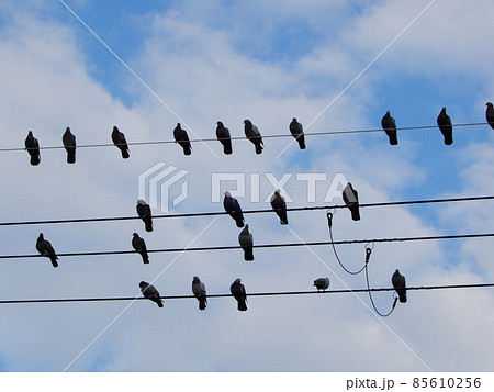 電線の鳩 電線の鳩 85610256