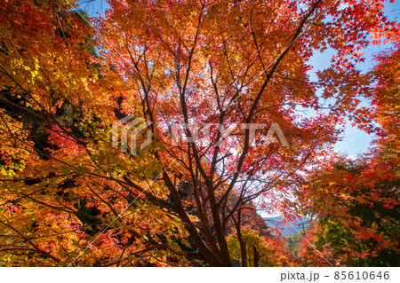 秋のくるみ谷もみじ公園の風景　和歌山県伊都郡かつらぎ町 85610646