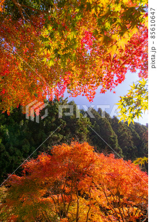 秋のくるみ谷もみじ公園の風景　和歌山県伊都郡かつらぎ町 85610647