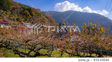 秋のかつらぎ町四郷、東谷地区の風景　和歌山県伊都郡かつらぎ町 85610680