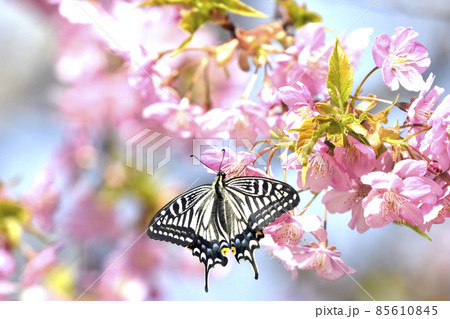 満開の河津桜に揚羽蝶 （ 春イメージ ） 85610845