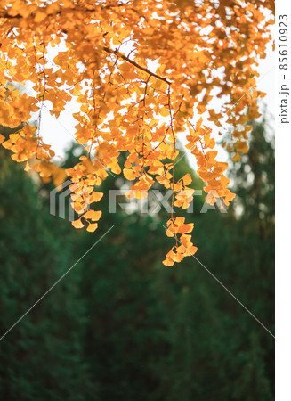Beijing autumn ditan park view beautiful fall 85610923
