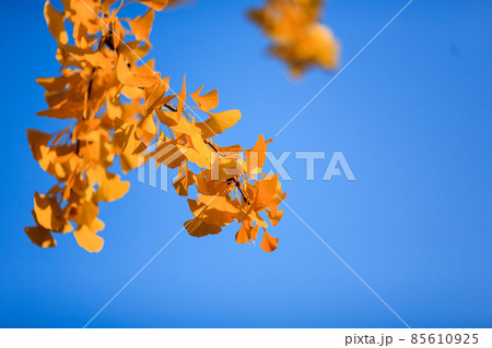 Beijing autumn ditan park view beautiful fall 85610925
