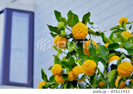 雪と柚子の実 85611432