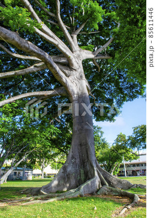 ハワイ　オアフ島　保護樹　セイバ・ペンタンドラ・カポックの木 85611446