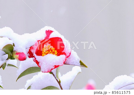 雪と山茶花 85611575