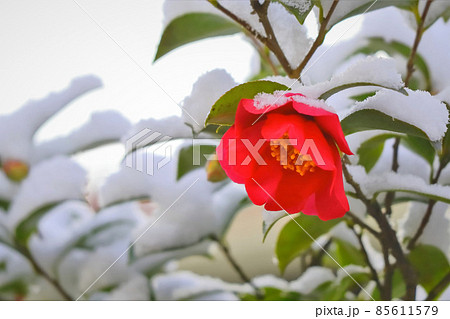 雪と山茶花 85611579