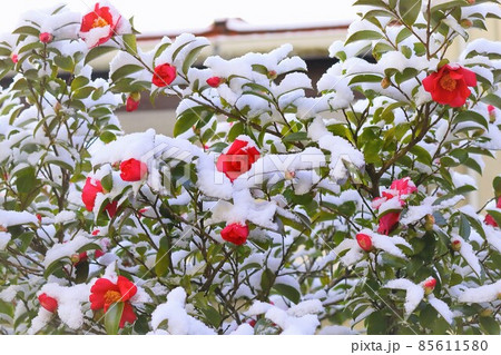 雪と山茶花 雪と山茶花 85611580