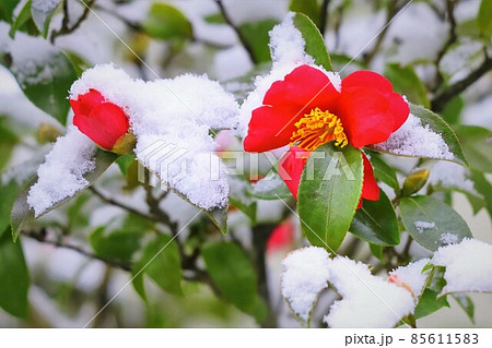 雪と山茶花 雪と山茶花 85611583