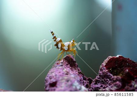 イソギンチャクエビ　アクアマリンふくしま 85611585