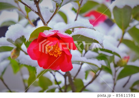 雪と山茶花 85611591