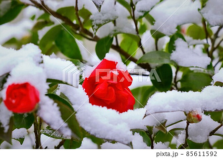 雪と山茶花 85611592