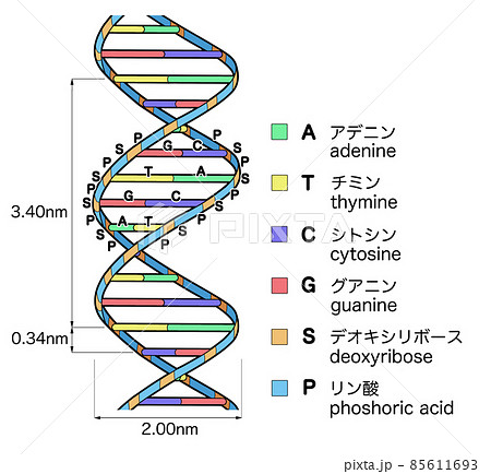 DNA構造のイラスト素材 [85611693] - PIXTA