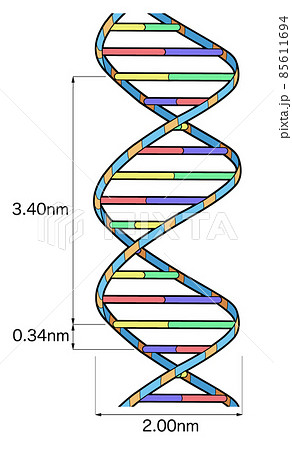 DNA構造_図のみ1 DNA構造_図のみ1 85611694