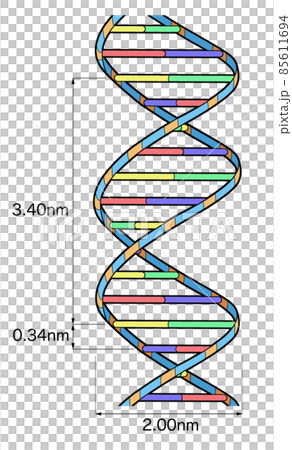 DNA structure_Figure only 1 DNA structure_Figure only 1 85611694